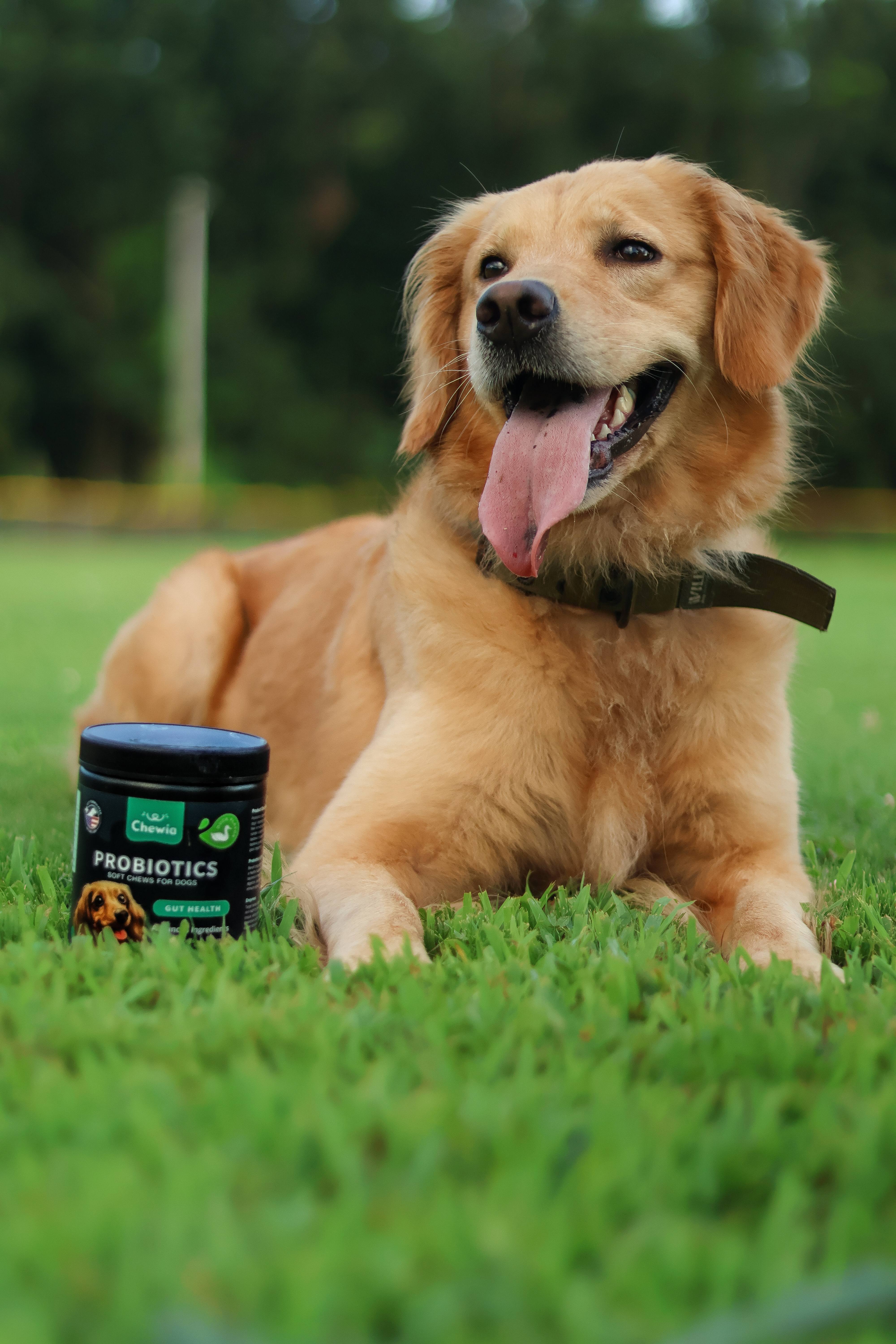 Chewia Probiotics